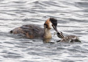 6L8A6102-DxO_Great_Crested_Grebe_passing_fish_to_chick_2_cropmore_bothhaving.jpg