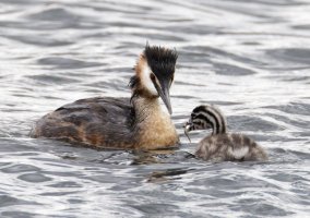 6L8A6108-DxO_Great_Crested_Grebe_passing_fish_to_chick_2_cropmore.jpg