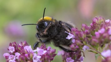 Laowa 55mm tilt_02.jpg