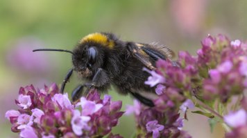 Laowa 55mm tilt_03.jpg