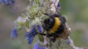 Laowa 55mm tilt_04.jpg