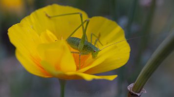 Laowa 55mm tilt_05.jpg