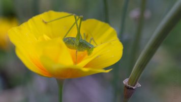 Laowa 55mm tilt_06.jpg