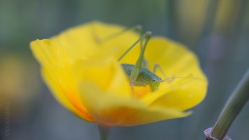 Laowa 55mm tilt_07.jpg