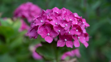 Laowa 55mm tilt 08.jpg