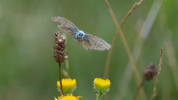 Bläuling im Flug.jpg