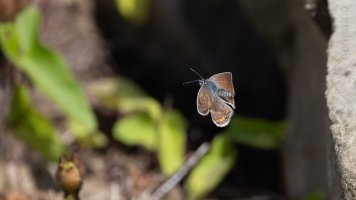 Bläuling im Flug_03.jpg