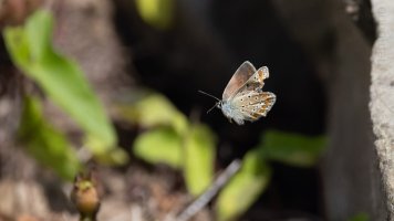 Bläuling im Flug_04.jpg