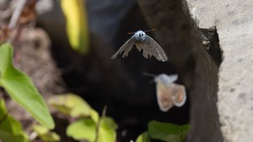 Bläuling im Flug_06.jpg