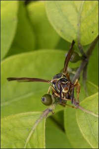 5394_wasp.jpg