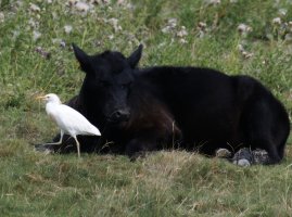 6L8A6501-DxO_cattle_egret+cow_1120mm-ls-ts.jpeg