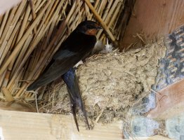 3R3A5975-DxO_Barnswallow_on_nest small.jpg