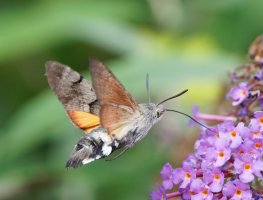 6L8A7765-DxO_Hummingbird_hawk_moth_side+back.jpg