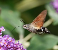 6L8A7898-DxO_Hummingbird_hawk_moth_side_gif copy.jpg