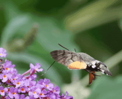 Hummingbird_hawk_Moth_Back+sides.gif