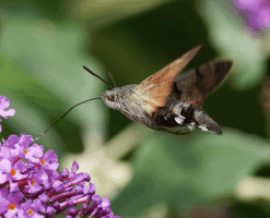 Hummingbird_Hawk_Moth.gif