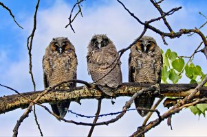 _66A4594Texture 2_Radiant.jpg