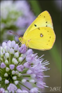 54834_Clouded Sulphur.jpg