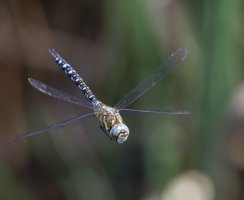 6L8A8124-DxO_Migrant_hawker_flying.jpg