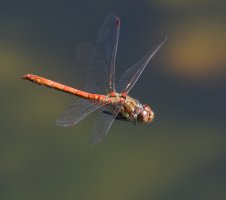 6L8A8182-DxO_Common_Darter_Dragonfly_flying.jpg