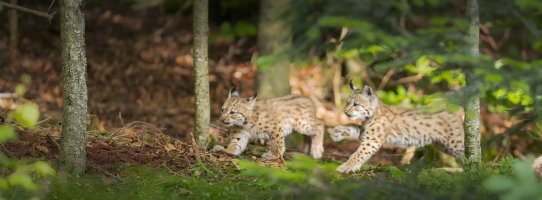 HB 20250717_48A9997_DxO-Bearbeitet.jpg