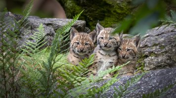 HB 20250717_48A0356_DxO-Bearbeitet.jpg