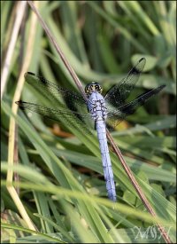 Great Blue Skimmer.jpg