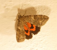 red_Underwing_Moth.jpg