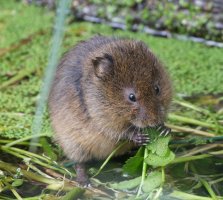 6L8A8795-DxO_Vole_eating.jpg