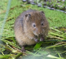 6L8A8831-DxO_Vole_eating.jpg