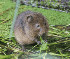 Vole_Eating.gif