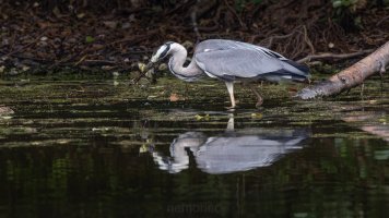 zwei auf einen streich_03.jpg