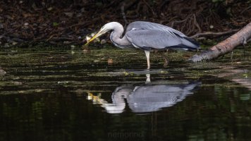 zwei auf einen streich.jpg