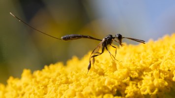 gasteruption 25 II.jpg