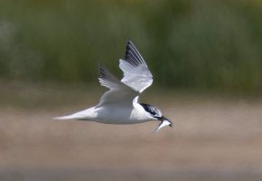 6L8A3327-DxO_sandwich_tern+fish-ts.jpeg