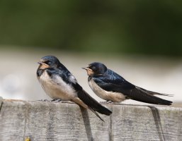 Barnswallows_st.jpg