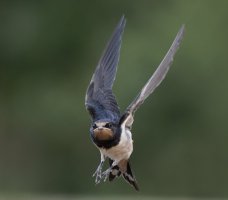 6L8A9031-DxO_Juvenile_Barnsallow_flying.jpg