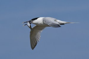 Brandseeschwalbe mit Fisch Texel 2025-06-11 1.jpg