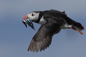 Papageientaucher Staple Island 2019-06-10_2.JPG
