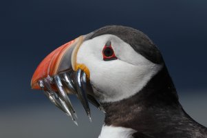 Papageientaucher Farne Islands 18_06_2019-3.JPG