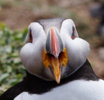 3R3A9403-DxO_puffin_beak_open_face_on_crop.jpg