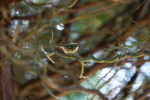 6L8A9628-DxO_Goldcrest_full size_50%.jpg