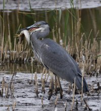 6L8A9858-DxO_Grey_Heron+Pike-0.76-ls-ts.jpeg