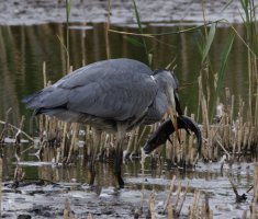 6L8A9888-DxO_Grey_Heron+Pike-0.76-ls-ts.jpeg