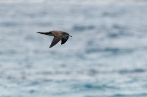 DSC_9331_DxO.jpg DSC_9331_DxO.jpg