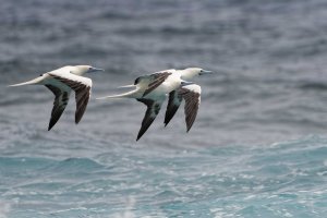 DSC_9361_DxO.jpg DSC_9361_DxO.jpg