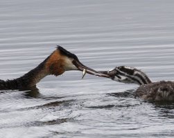 6L8A9800-DxO_Great_Crested_Grebe_Feeding+chick_crop.jpg