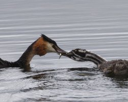 6L8A9801-DxO_Great_Crested_Grebe_Feeding+chick_crop.jpg