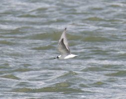 6L8A1840-DxO_White_winged_tern_250m_away.jpg