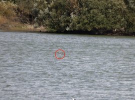 6L8A1840-DxO_White_winged_tern_full_circled.jpeg